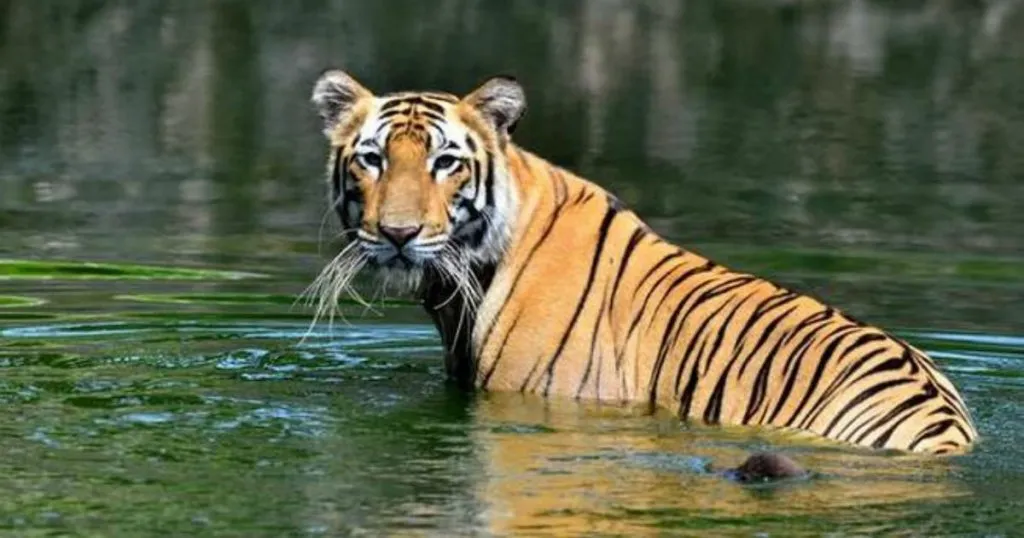 Jim Corbett Tiger Reserve
