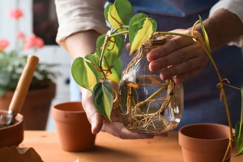 Money Plant