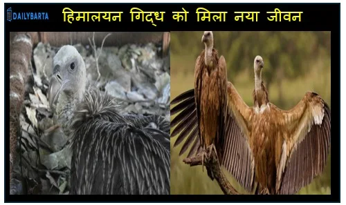 पर्यावरण संरक्षण में ऐतिहासिक कदम हिमालयन गिद्ध को मिला नया जीवन