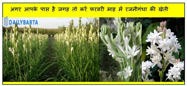 अगर आपके पास है जगह तो करें फरवरी माह में रजनीगंधा की खेती और कमाए लाखों रुपए
