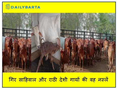 गिर साहिवाल और राठी देशी गायों की वह नस्लें जो बदल सकती हैं किसानों की आर्थिक तस्वीर