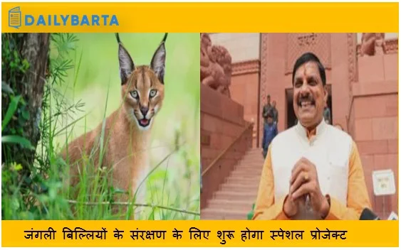 जंगली बिल्लियों के संरक्षण के लिए शुरू होगा स्पेशल प्रोजेक्ट