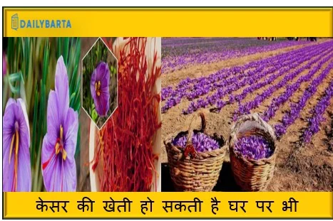 केसर की खेती हो सकती है घर पर भी कर सकते हैं लाखों की कमाई