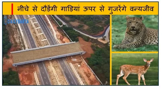 नीचे से दौड़ेंगी गाड़ियां ऊपर से गुजरेंगे वन्यजीव- विकास और प्रकृति के संतुलन की मिसाल बना चेन्नई–बेंगलुरु एक्सप्रेसवे