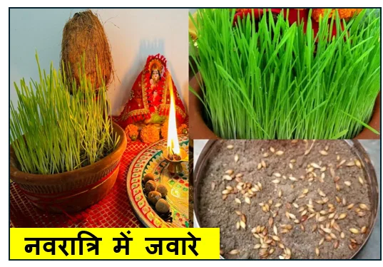 नवरात्रि में जवारे (जौ) का धार्मिक आध्यात्मिक और वैज्ञानिक महत्व क्यों है यह खास