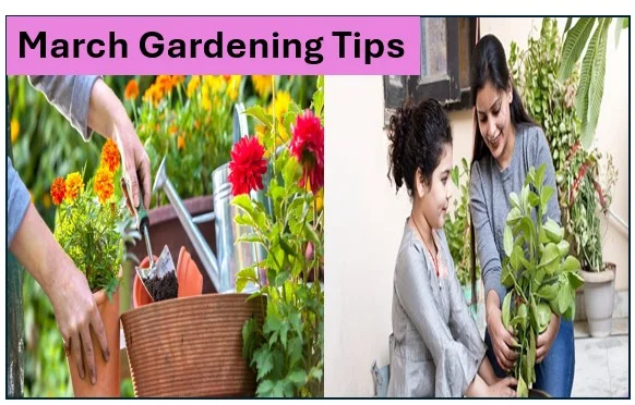March Gardening Tips - मार्च में आपके बागिया को करेंगे रंगीन यह फूल बीजों से उगायें यह फूल 