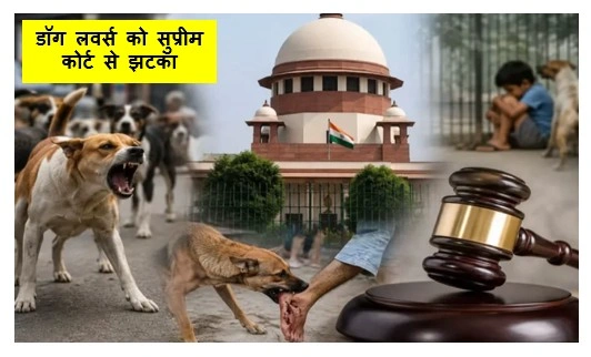 सार्वजनिक जगहों से हटाए जाएंगे स्ट्रीट डॉग्स