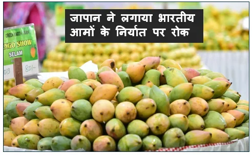जापान ने लगाया भारतीय आमों के निर्यात पर रोक -कैमिकल के ज्यादा उपयोग के कारण लिया गया फैसला