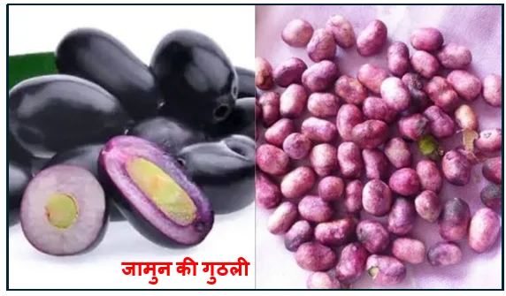 जामुन की गुठली- कचरा नहीं सेहत का अनमोल खजाना (संपूर्ण गाइड)